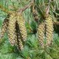 20 seeds Western White Pine Pinus monticola