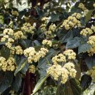 20 seeds Japanese Raisin Tree Hovenia dulcis