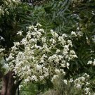 10 seeds Japanese Pagoda Sophora japonica
