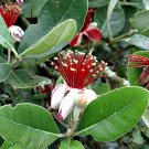 5 seeds Pineapple Guava, Feijoa sellowiana