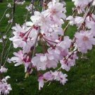 5 seeds Weeping Higan Cherry Prunus subhirtella pendula