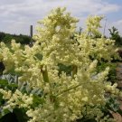 50 seeds Victoria Rhubarb, Rheum rhabarbarum