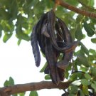 10 seeds Carob Tree, Ceratonia siliqua