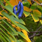 5 seeds Blue Sausage Fruit, Decaisnea fargesii