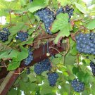 10 seeds Amur Grape Vitis amurensis
