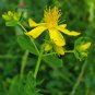 St. Johns Wort 500 Seeds Hypericum perforatum