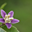 Gojiberry 100 Seeds Lycium barbarum
