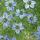 Black Cumin 150 Seeds Nigella sativa