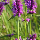 Betony 150 Seeds Stachys officinalis