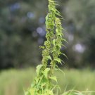 3000 Stinging Nettle Seeds Urtica Dioica