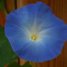 10,000 Untreated Morning Glory Seeds