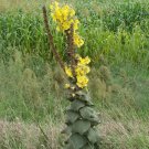 10,000 Mullein Seeds Verbascum thapsus