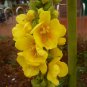 10,000 Mullein Seeds Verbascum thapsus