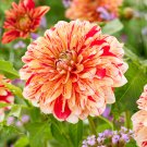 3 bulbs Dahlia Striped Nagano Flower