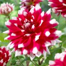 Dahlia Red Empire Flower 3 Bulbs