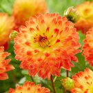 Dahlia Procyon Flower 3 Bulbs