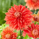 Parkland Glory Dinnerplate Dahlia Flower 3 Bulbs
