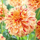 Dahlia Painted Madam Flower 3 Bulbs