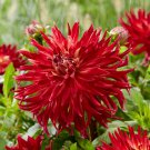 Manhattan Island Dinnerplate Dahlia Flower 3 Bulbs