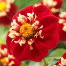 Dahlia Impression Festivo Flowers 3 bulbs
