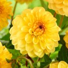 Golden Scepter Dahlia Flower 3 Bulbs