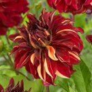 Bohemian Spartacus Dinnerplate Dahlia Flower 3 Bulbs