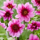 Dahlia Blue Bayou Flower 3 Bulbs