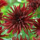 Black Narcissus Dahlia Flower 3 Bulbs