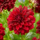 Dahlia Arabian Night Flower 3 Bulbs