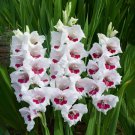 Fiorentina Gladiolus Flower 30 Bulbs