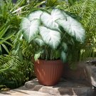 Aaron White Caladium 10 Bulbs Bare Roots Spring Planting