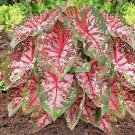 Carolyn Whorton Pink Caladium 10 Bulbs Bare Roots Spring