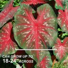 Fancy Red Flash Caladium 10 Bulbs Bare Roots Spring Planting