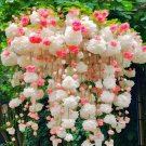 Double Powder Weeping Begonia – A Cascading Floral Beauty