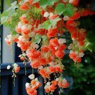 Double Orange Weeping Begonia – A Cascading Floral Beauty
