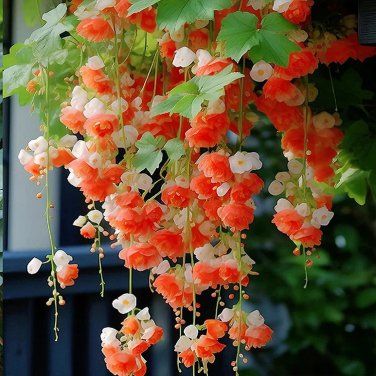 Double Orange Weeping Begonia &acirc;�� A Cascading Floral Beauty