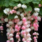 Pink Weeping Begonia – A Cascading Floral Beauty