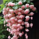 Sakura Powder Weeping Begonia – A Cascading Floral Beauty