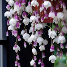 Purple Weeping Begonia – A Cascading Floral Beauty