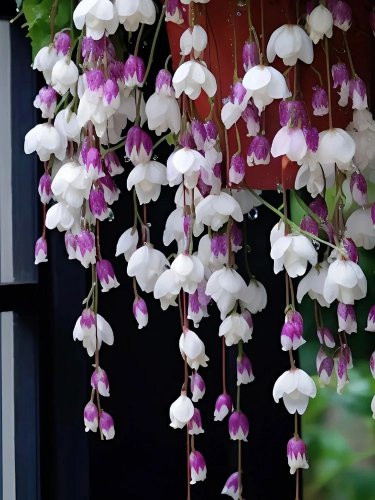 Purple Weeping Begonia &acirc;�� A Cascading Floral Beauty