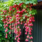 Rose Red Weeping Begonia – A Cascading Floral Beauty