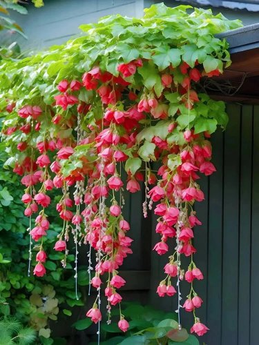 Rose Red Weeping Begonia &acirc;�� A Cascading Floral Beauty