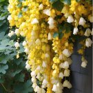 Yellow Weeping Begonia – A Cascading Floral Beauty