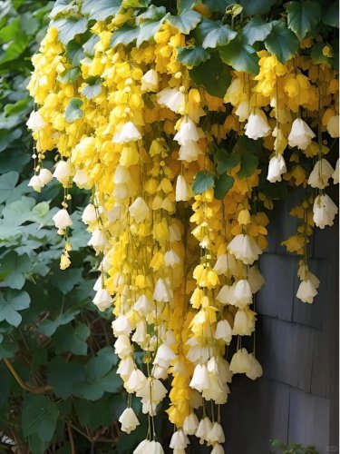 Yellow Weeping Begonia &acirc;�� A Cascading Floral Beauty