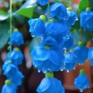 Blue Weeping Begonia – A Cascading Floral Beauty