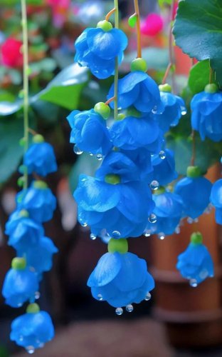 Blue Weeping Begonia &acirc;�� A Cascading Floral Beauty