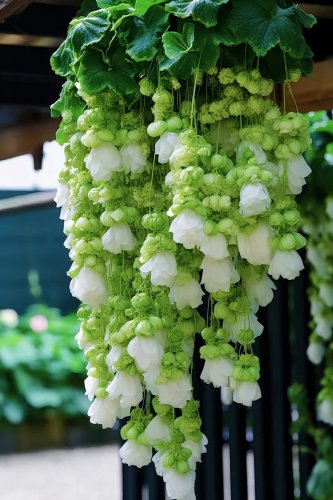Green Weeping Begonia &acirc;�� A Cascading Floral Beauty