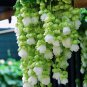 Green Weeping Begonia – A Cascading Floral Beauty
