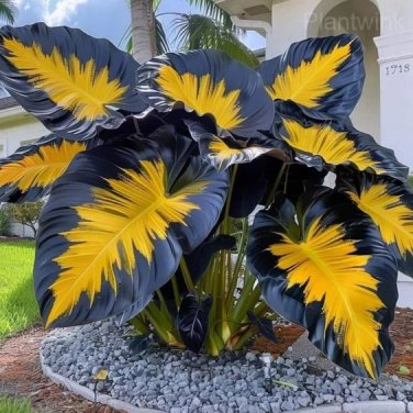 Giant Caladium Seeds Yellow and Black