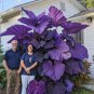 Giant Caladium Seeds Purple